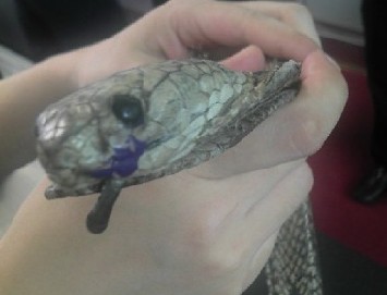 廣州白云機場(chǎng)CEIA安檢門(mén)檢測通道驚現逼真蛇形皮帶[圖]